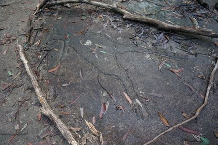 A carving of a wallaby, representing the Rainbow Serpent.