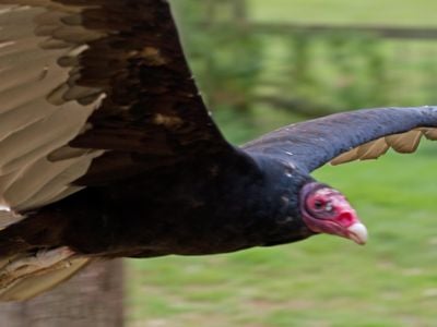 Until now, no one had been able to show at a microscopic level that the turkey vulture’s larger olfactory bulbs conferred  advantage in the smell department.