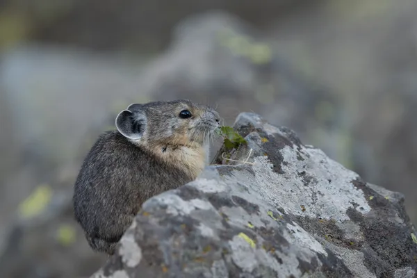 A Leafy Morsel thumbnail