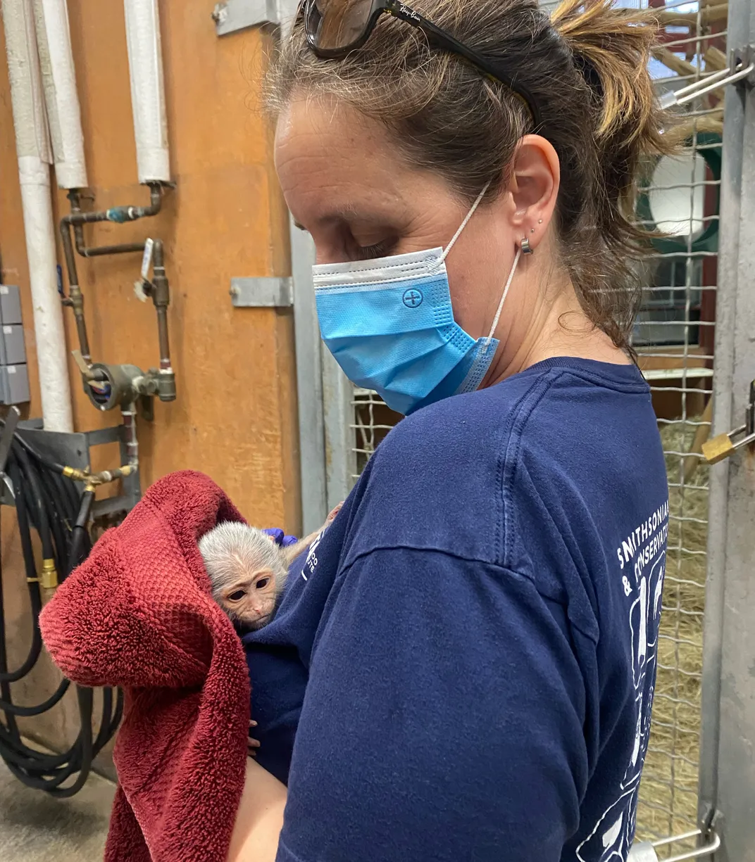 An animal care staffer wearing personal protective equipment swaddles a baby monkey in a red blanket.