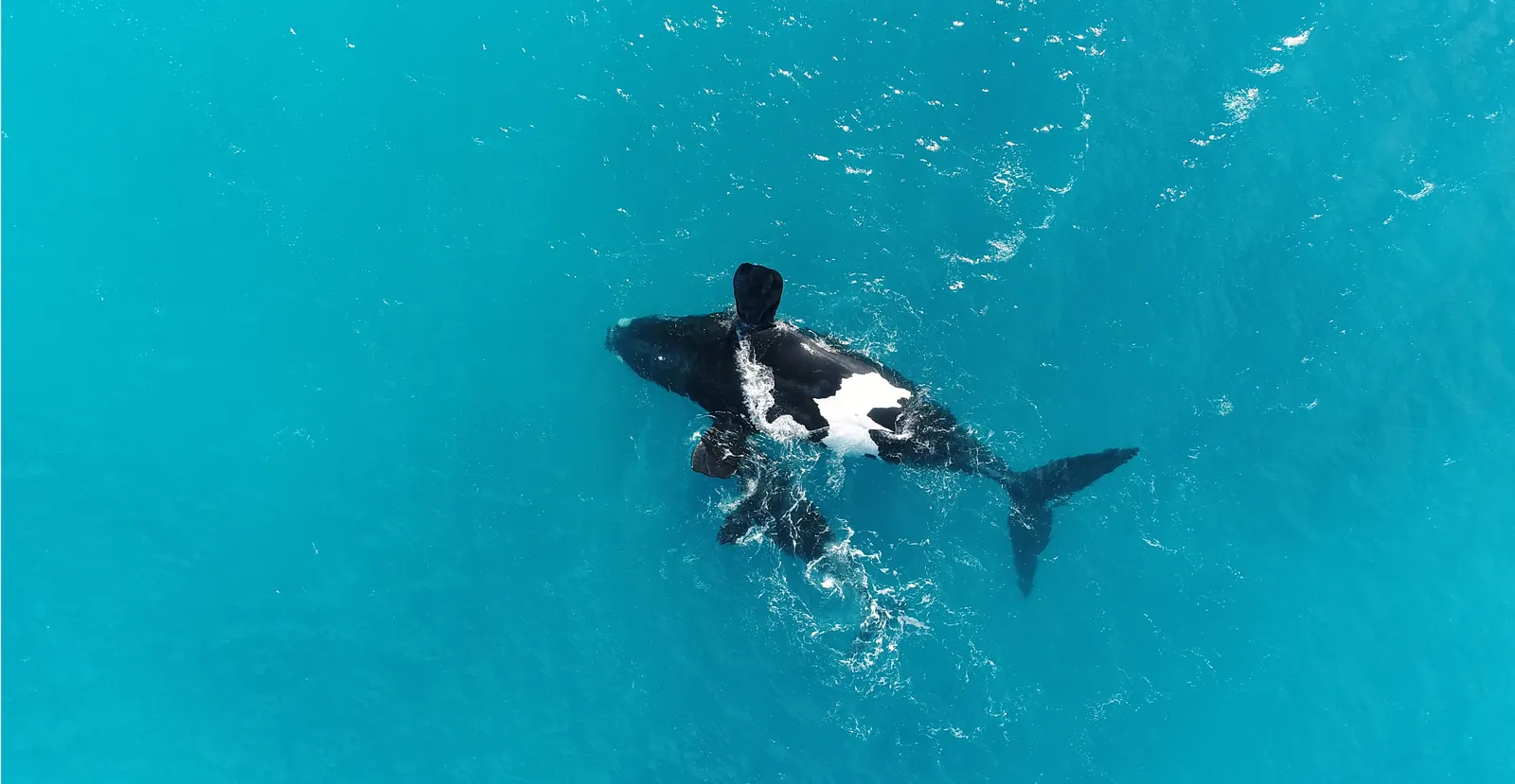 Why Are These Whales Floating Upside-Down? They Might Just Be Moms Who Need a Break From Feeding Their Babies