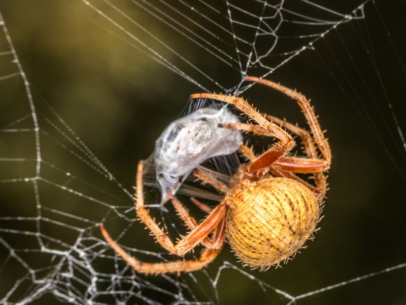 Spider Wrapping Prey Smithsonian Photo Contest Smithsonian Magazine