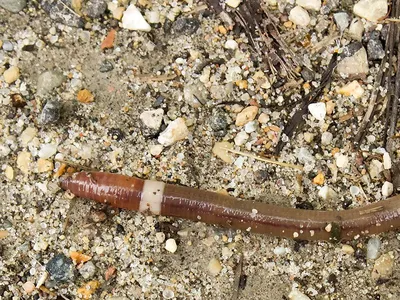 The invasive jumping worm will thrash and snap its body when touched.