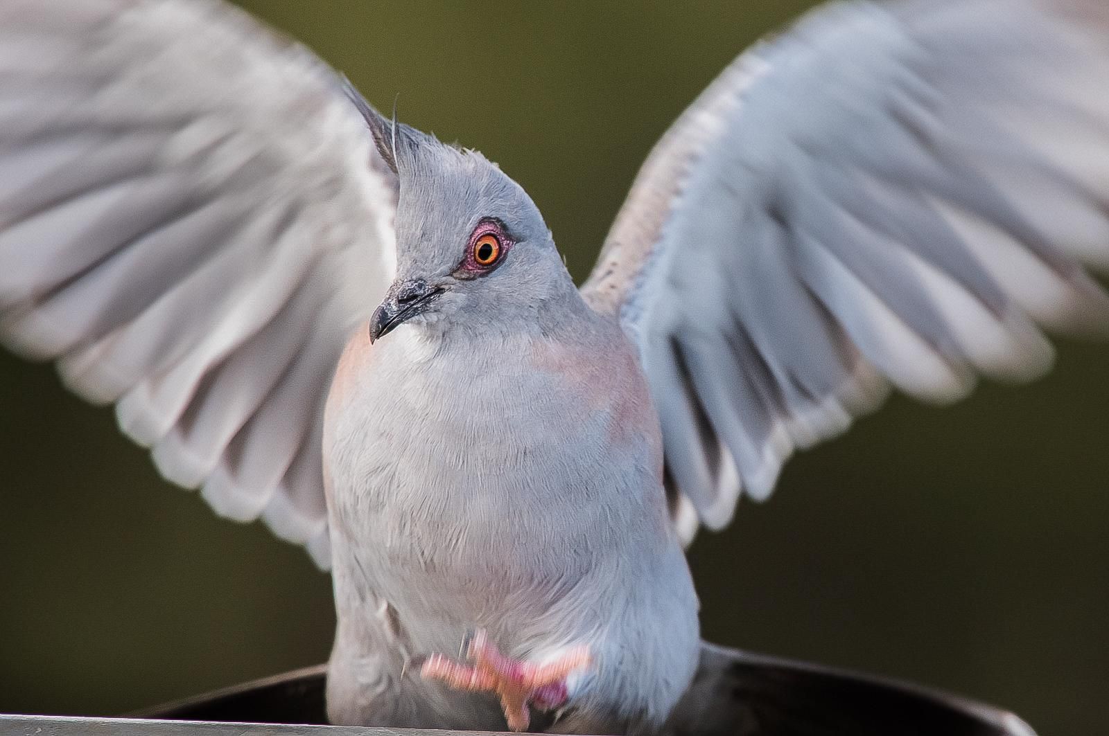 Australian Pigeons Have a Specially Evolved Feather to Better Annoy the  Heck Out of You With | Science| Smithsonian Magazine