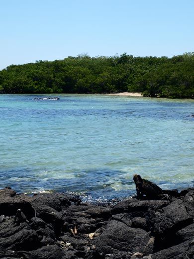 Marine iguana