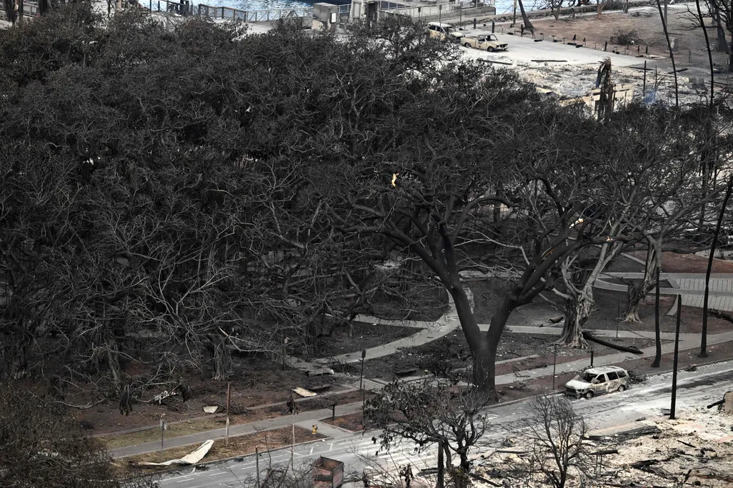 Banyan Tree Burned