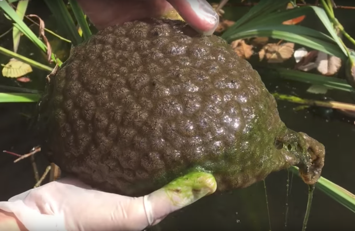 Brain-like Blob Found in Canadian Pond | Smart News| Smithsonian Magazine
