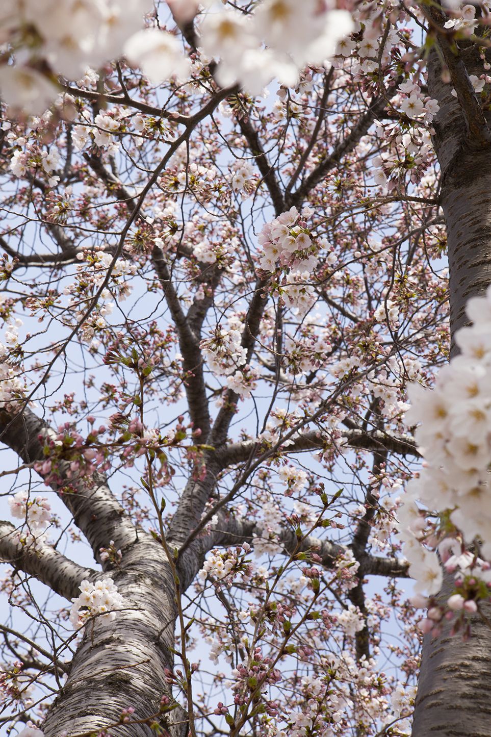 In Bloom At Last: D.C.'s Cherry Blossoms Have Arrived | Travel ...