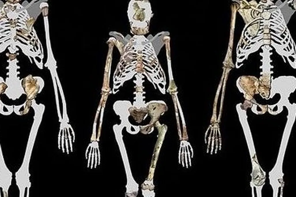 A trio of upright walkers: Lucy (middle) and Australopithecus sediba (left and right)