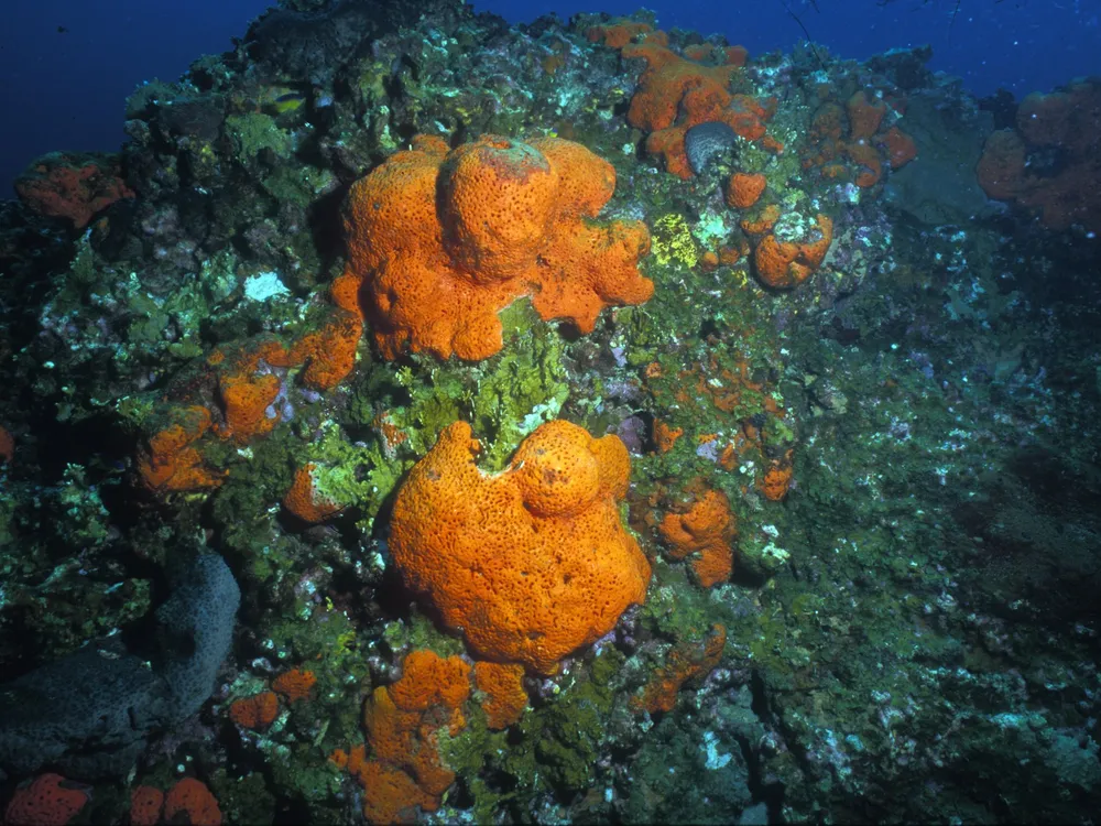 A close-up of orange elephant ear sponge, resembling orange cauliflower attached to a rock, taken underwater.