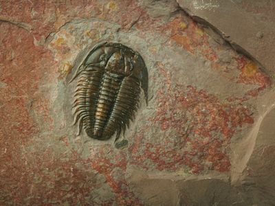 A fossilized Modocia typicalis trilobite from Utah