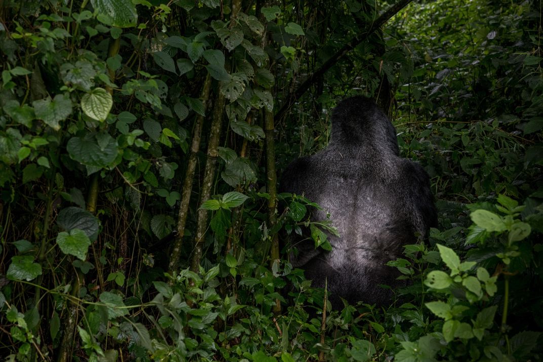 Kongomani, a silverback mountain gorilla (back)