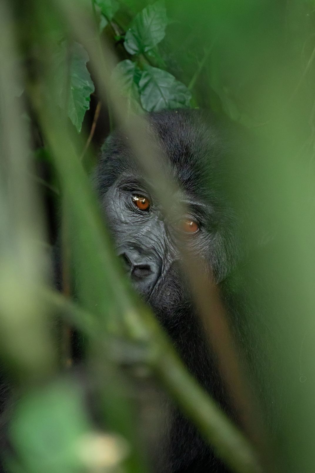 13 - Although their eyes can look almost orange, most gorillas, like this one peeking out from behind branches, have brown eyes.