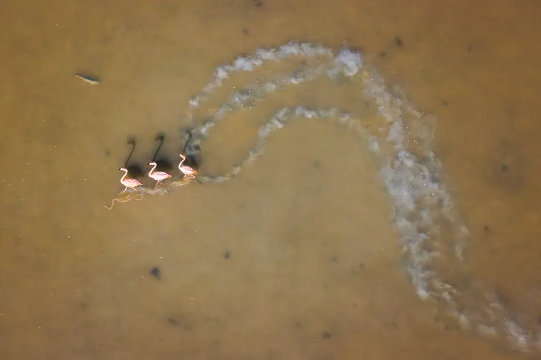 three flamingoes walk in shallow water, trailing a curved path of disturbed sediment behind them. the photo is taken from above