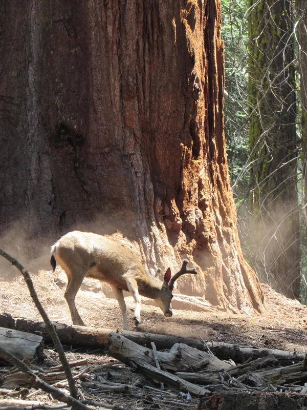 Buck at the base of a Giant Sequoia thumbnail