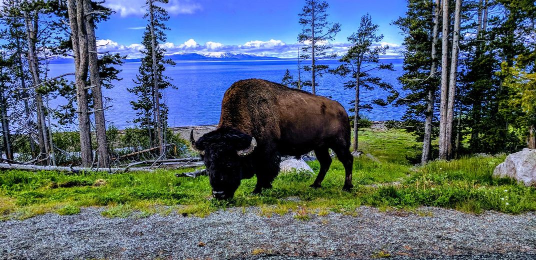 Bison Yellowstone Park 