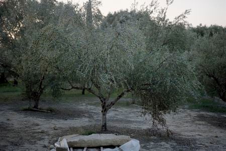 The warrior was buried in an olive grove outside the acropolis of Pylos. Though archaeologist Carl Blegen explored the olive grove in the 1960s, he did not find anything.