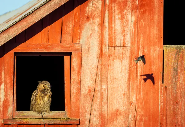 The owl and the swallow thumbnail