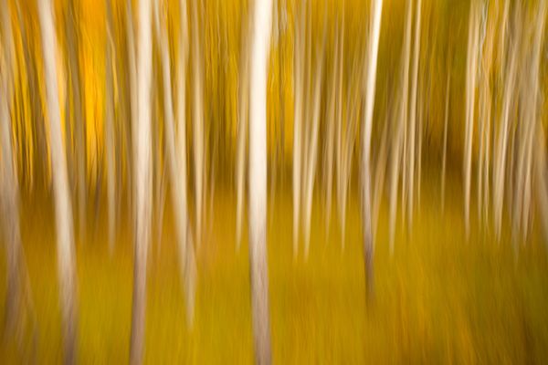 Aspen Trunks Abstract, Golden Fall Forest thumbnail