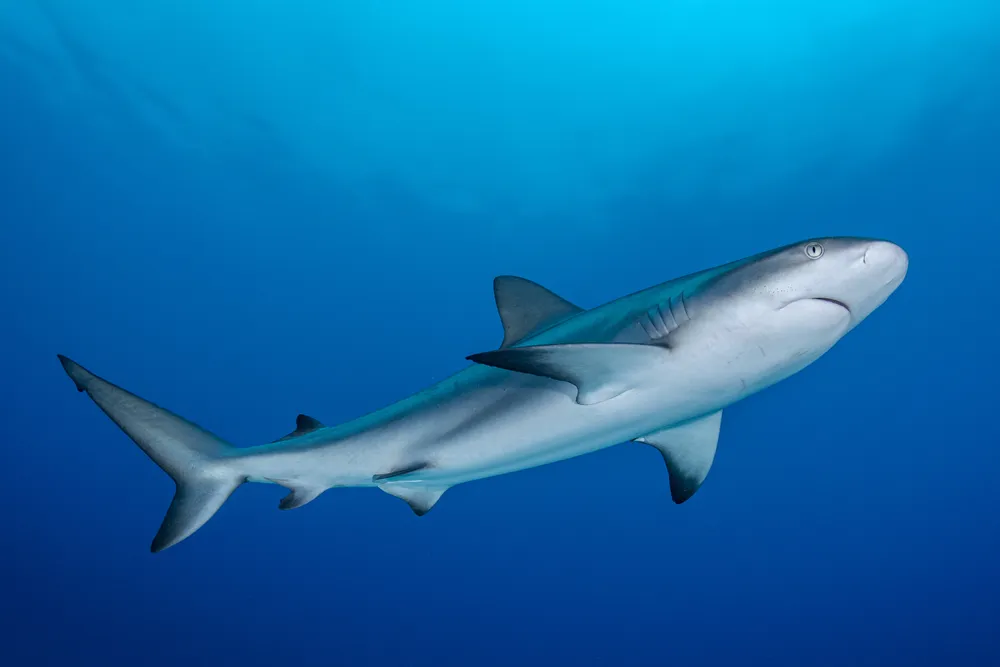 Caribbean reef shark