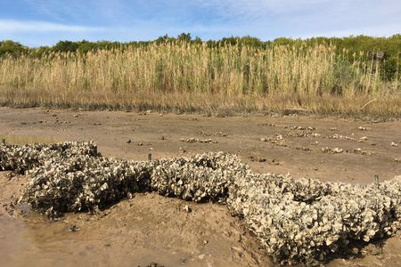 An oyster-dominated anti-erosion structure in Texas