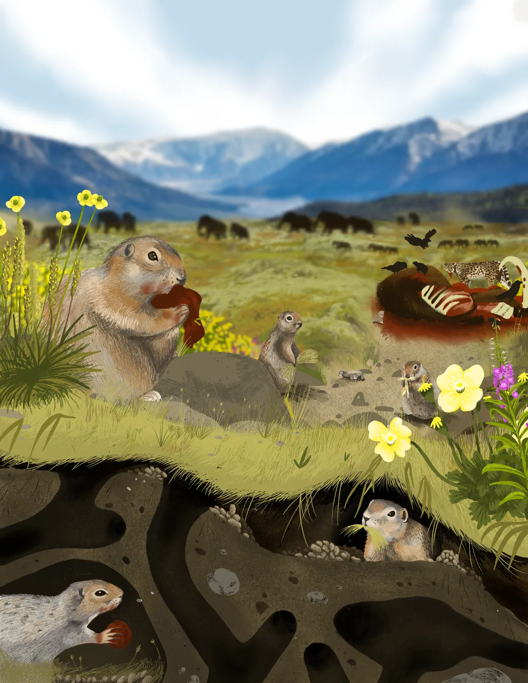 an illustration with ground squirrels and other animals