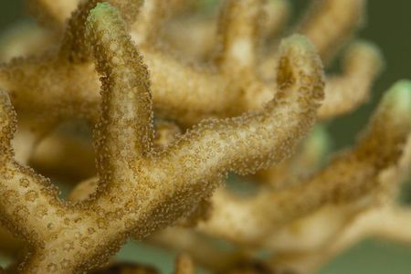 Many organisms like coral—and even people—create their own minerals to perform basic life functions. Geologists can study these biominerals to learn more about Earth.