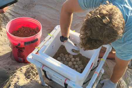 The eggs laid at at Galveston Island State Park were transported to an incubation facility, which will improve their chance of survival.