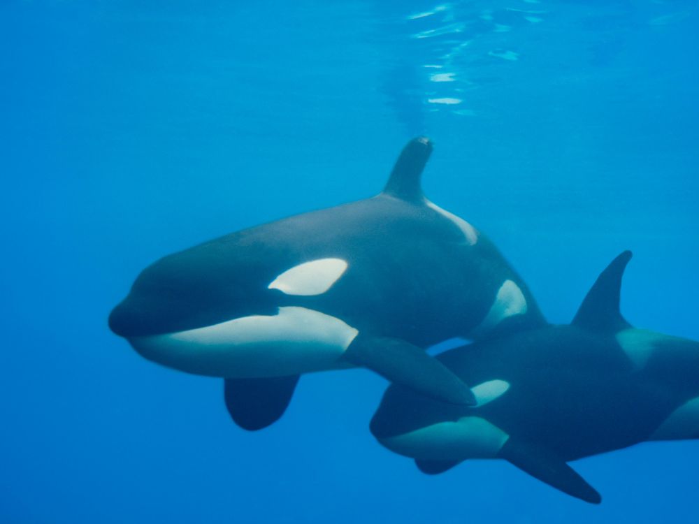 Orca Whales