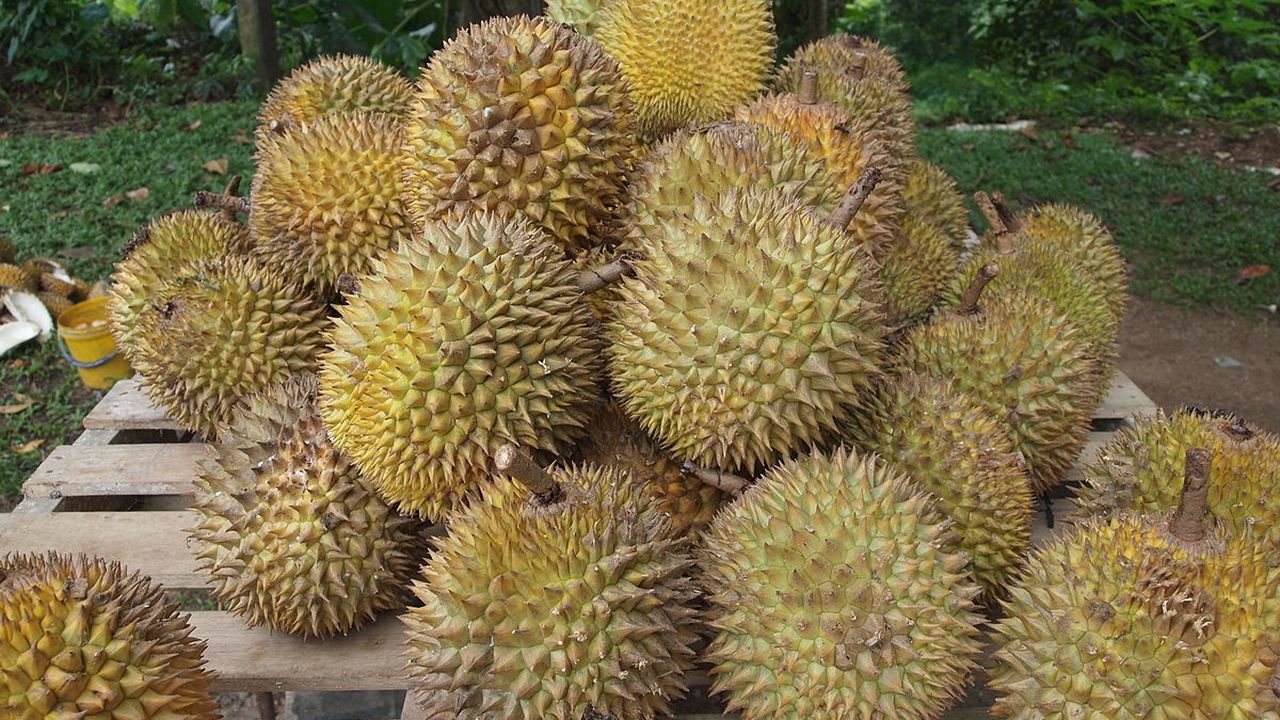 1200px-durian.jpg