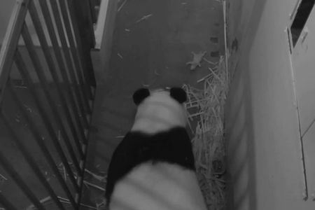 The male panda cub (upper right) is now 4.9 ounces, having gained almost a full ounce in the last 72 hours. The cub was sired by Tian Tian by artificial insemination.