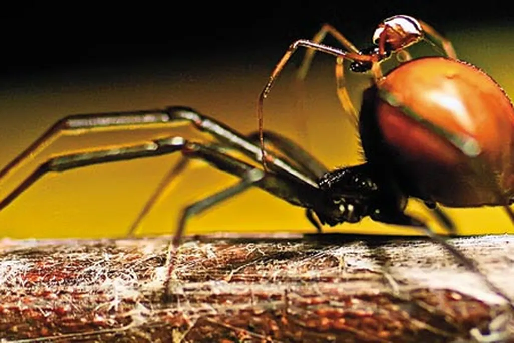 Australian redback spider