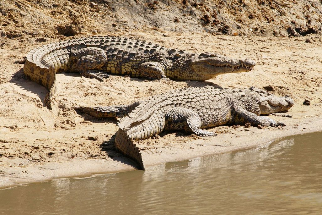Nile Crocodiles