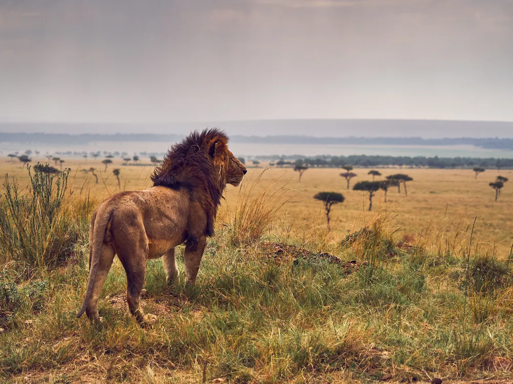 A lion surveys