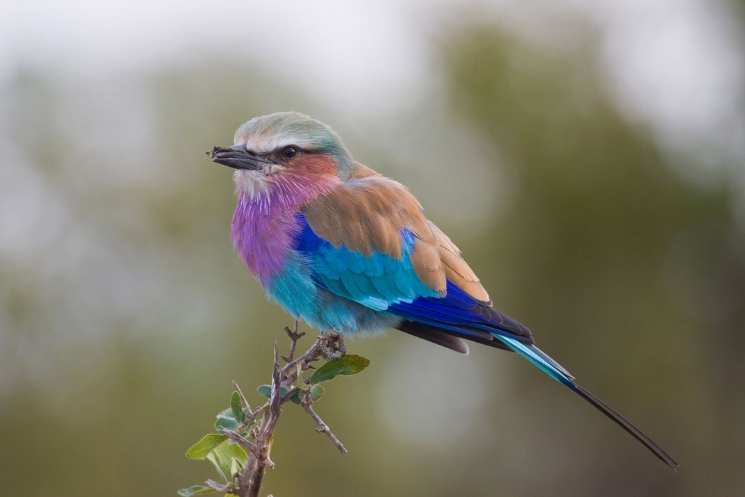 Lilac-breasted roller