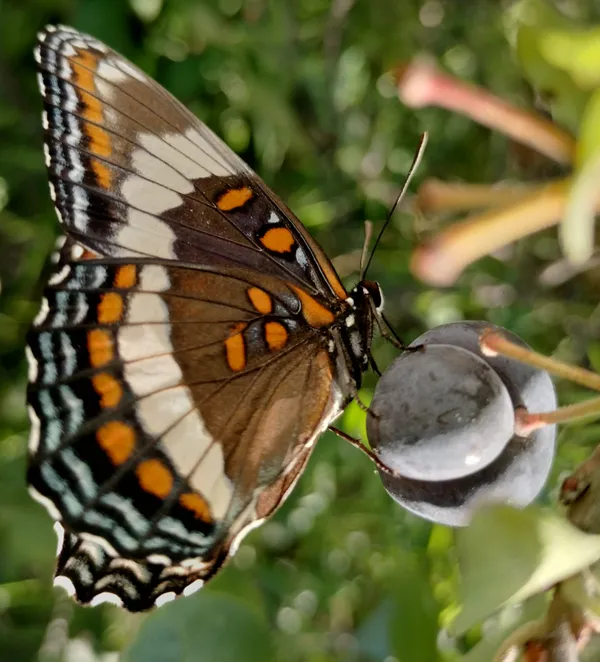 Butterfly on Beach Plum thumbnail