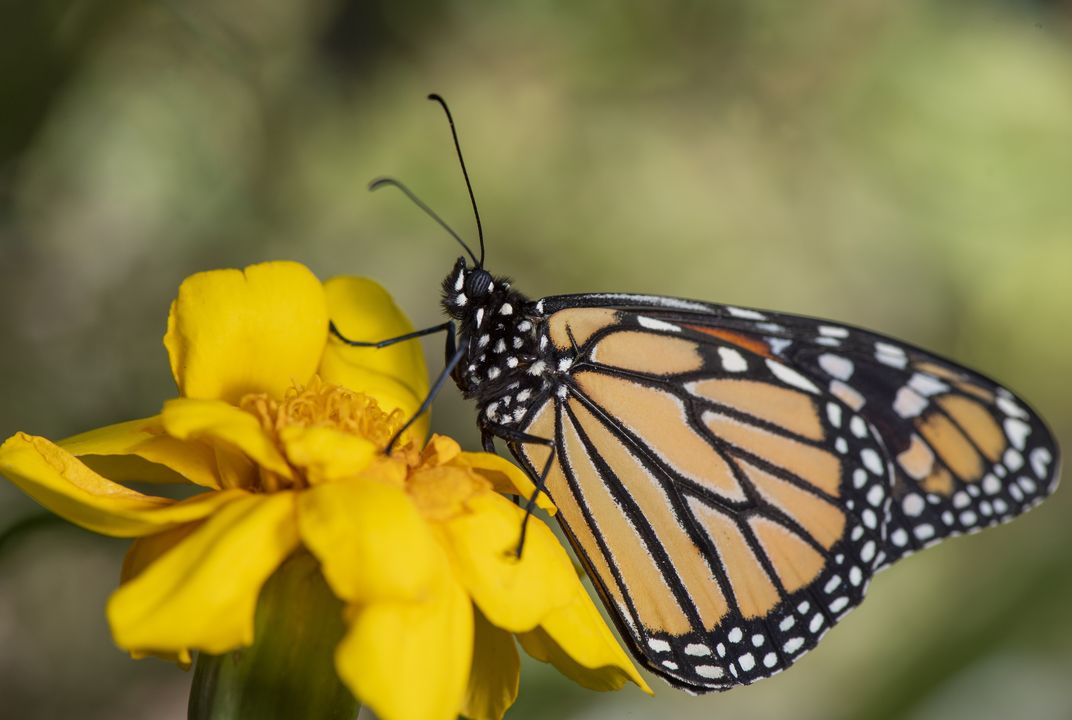 Monarch Butterflies' Signature White Spots May Help Them Fly, Smart News