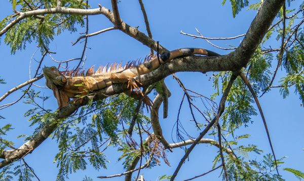 Chilling Iguana up on a Tree thumbnail