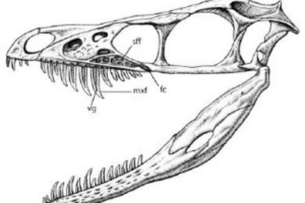 20110520083200sinornithosaurus-skull-300x227.jpg