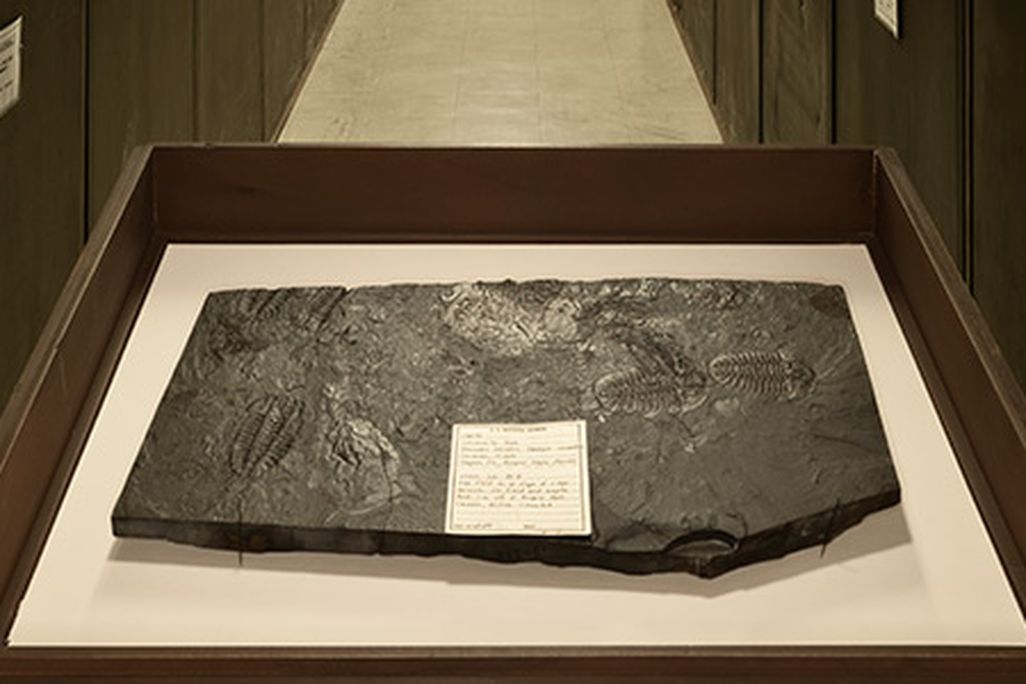 Burgess Shale
