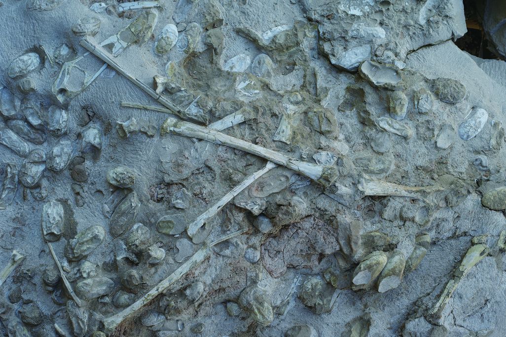 pterosaur eggs 2