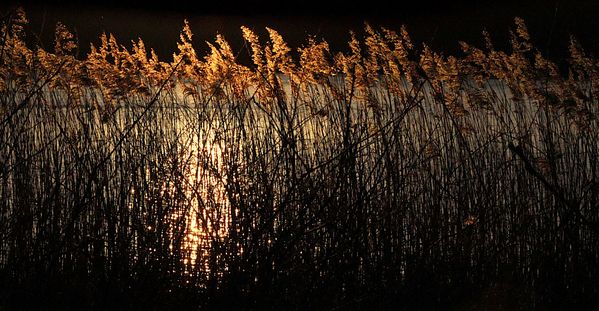 Backlit reed plants thumbnail