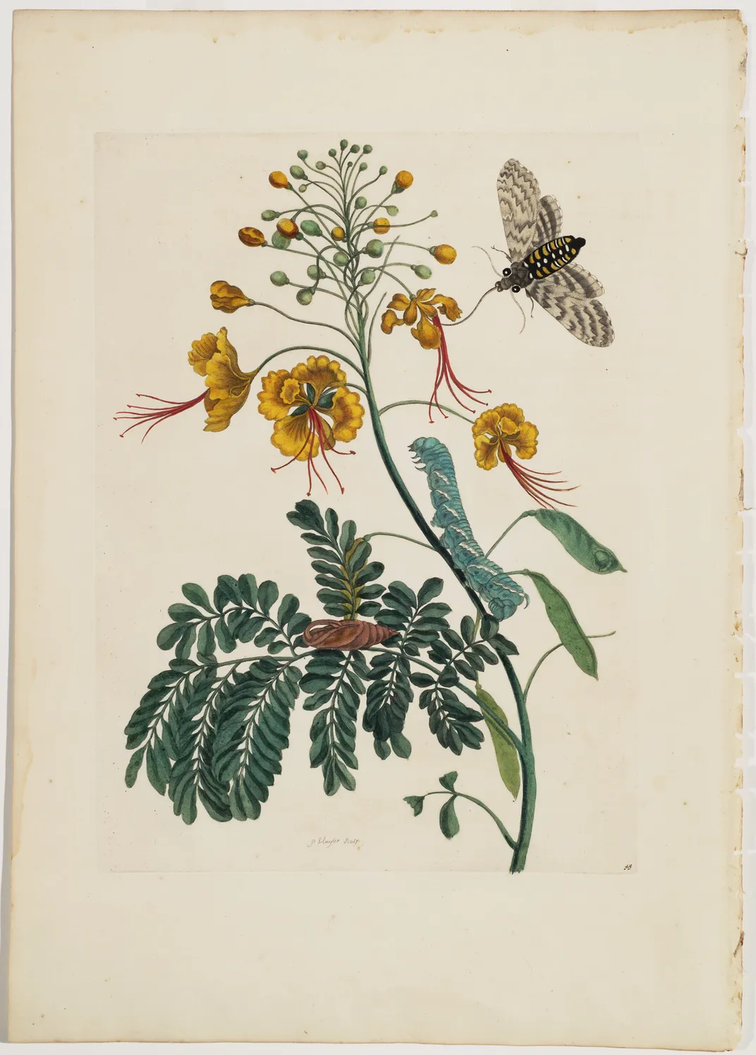 An illustration of a peacock flower by Maria Sibylla Merian