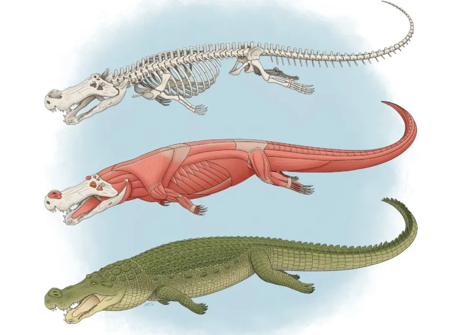 Deinosuchus