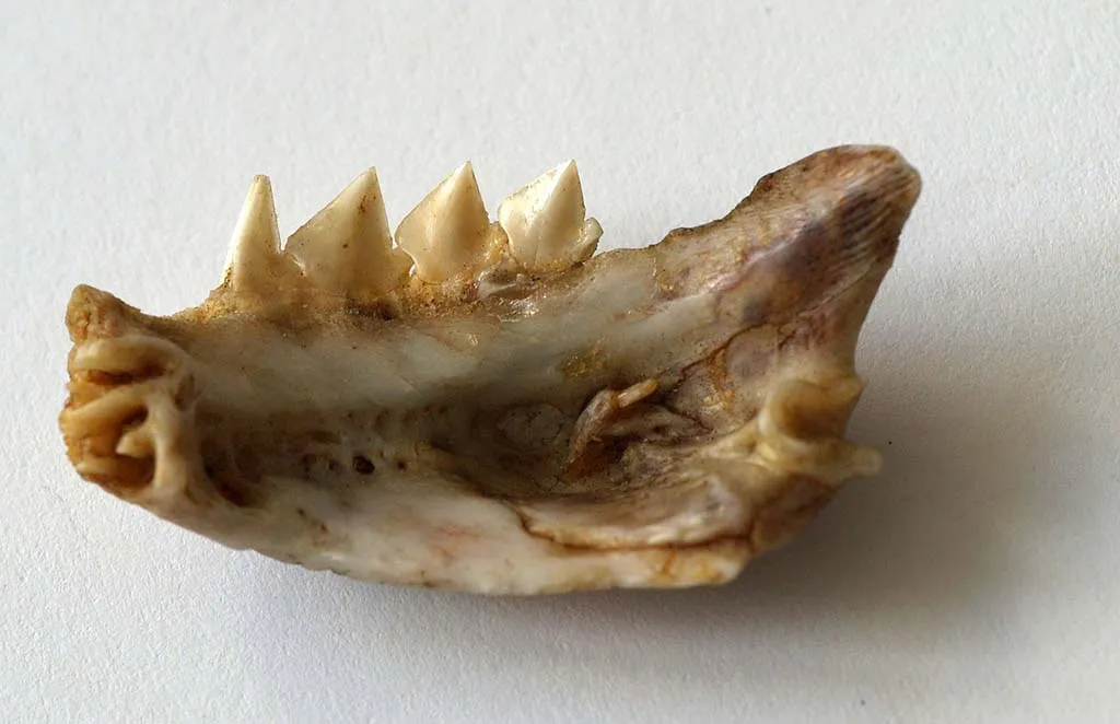 Piranha jaw bone