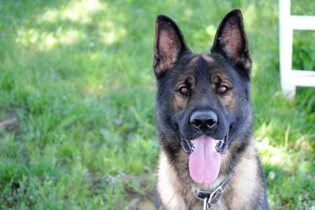 Grizzly, a detection dog in training, is learning to sniff out stolen antiquities.