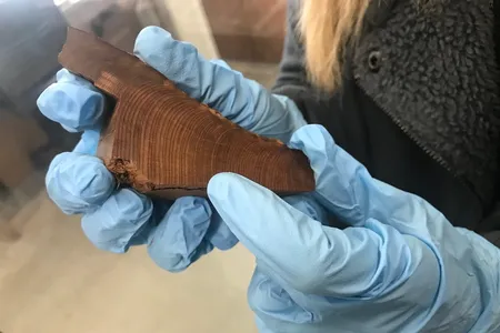 Researcher Charlotte Pearson points to the light tree ring that could mark the year of the Thera eruption. 