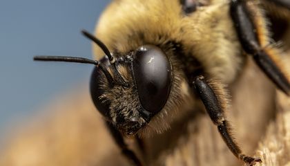 These Cute, Fuzzy Bumblebees Are Precision-Engineered Pollinators