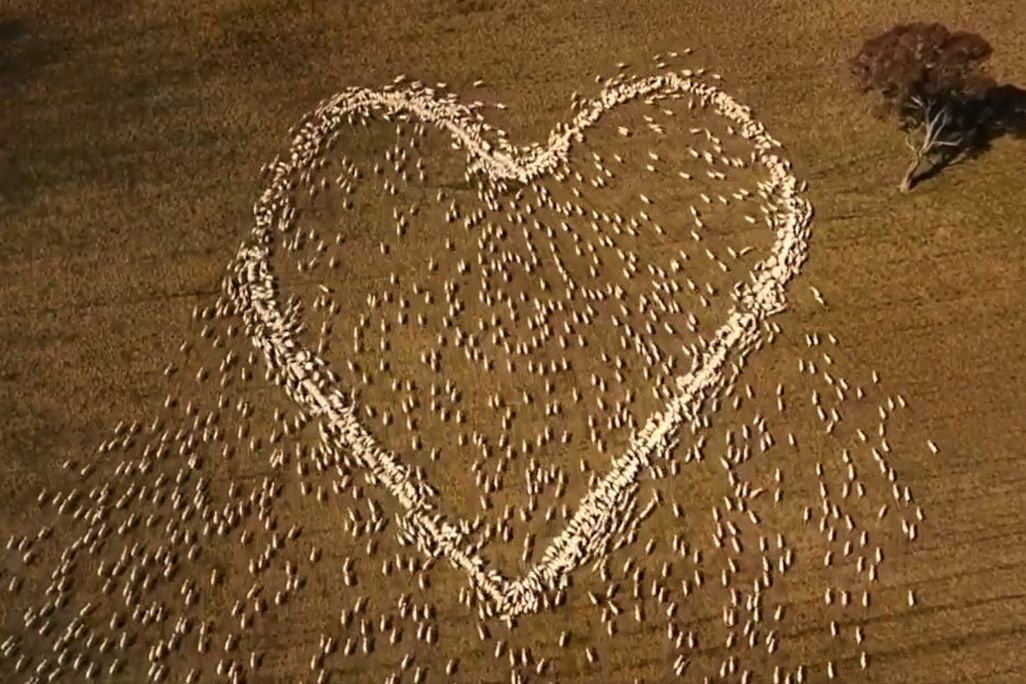 Sheep Heart