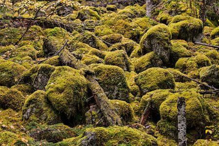 Many types of mosses live in British Columbia. 